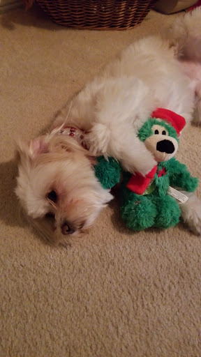 Pet Supply Store «Pet Supermarket», reviews and photos, 2090 E Arapaho Rd, Richardson, TX 75081, USA