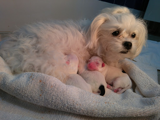 Clinica Veterinaria Santiago Martínez - Martos