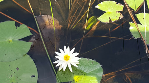 Nature Preserve «Grassy Waters Preserve», reviews and photos, 8264 Northlake Blvd, West Palm Beach, FL 33412, USA