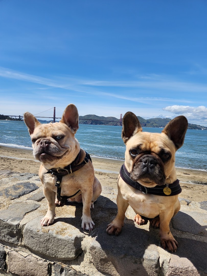 T-Bone Dog Walks San Francisco