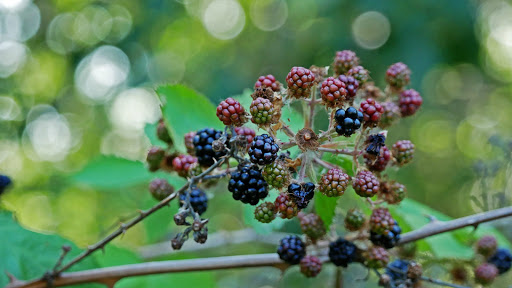 Nature Preserve «Smith and Bybee Wetlands Natural Area», reviews and photos, 5300 N Marine Dr, Portland, OR 97203, USA