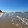 Point Lonsdale Dog Beach