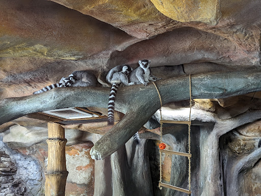 Zoo «Alligator Adventure», reviews and photos, 4604 Hwy 17 S, North Myrtle Beach, SC 29582, USA