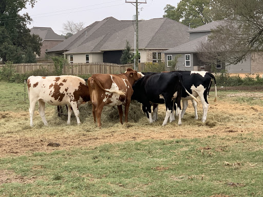 Calico Fresh Market Willis TX