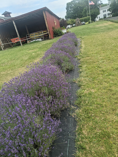 Gift Shop «Hidden Spring Lavender Farm and Gift Shoppe», reviews and photos, 890 Belle Mead-Blawenburg Rd, Skillman, NJ 08558, USA