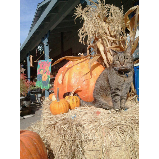 Garden Center «Redway Feed, Garden & Pet Supply», reviews and photos, 290 Briceland Thorn Rd, Redway, CA 95560, USA