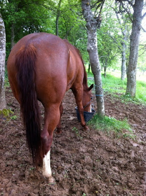 Cavalassur, bien plus qu'un assureur à Chantilly