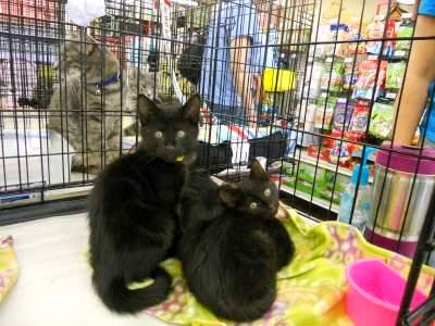 Pet Supply Store «Pet Food Express», reviews and photos, 5829 Lone Tree Way, Antioch, CA 94531, USA