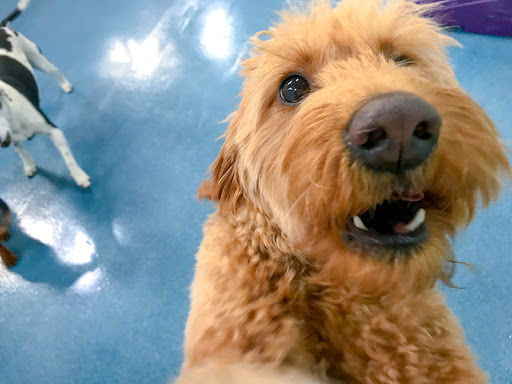 24 Hour Dog Daycare image