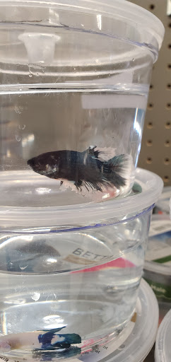 Pet Supply Store «Petco Animal Supplies», reviews and photos, 189 Old Country Rd, Carle Place, NY 11514, USA