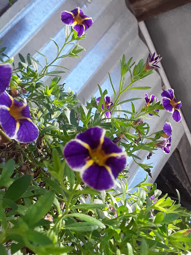 Barbecue Restaurant «Hubba Hubba Smokehouse», reviews and photos, 2724 Greenville Hwy, Flat Rock, NC 28731, USA