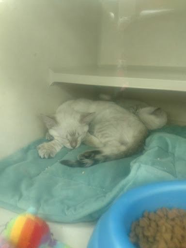 Pet Store «Pet City», reviews and photos, 14200 E Alameda Ave #2036, Aurora, CO 80012, USA