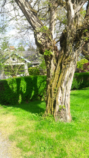 Park «Northacres Park», reviews and photos, 12718 1st Ave NE, Seattle, WA 98125, USA