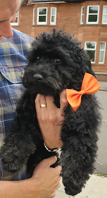 Pawsh Wash Professional Dog Grooming Services