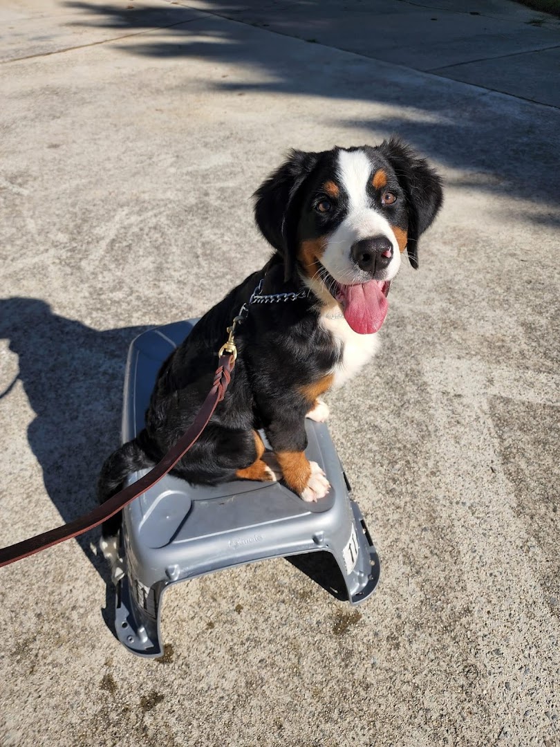 First Gen Dog Training