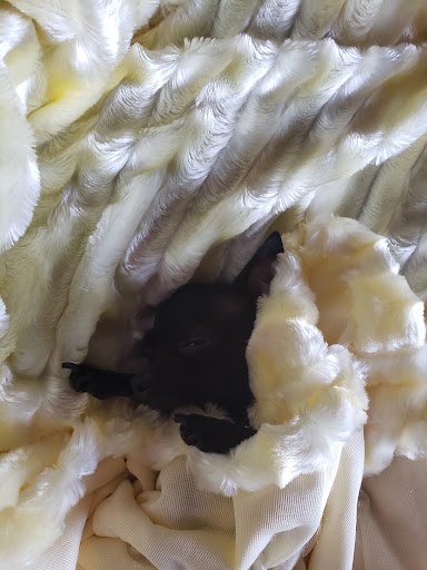 Matt Walker DVM image