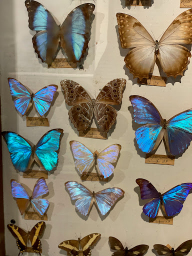 Museum «Woodman Museum», reviews and photos, 182 Central Ave, Dover, NH 03820, USA