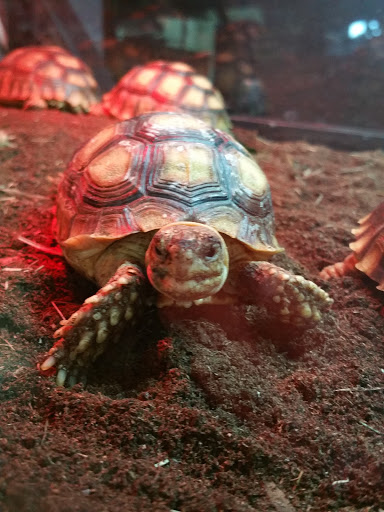 Pet Store «Wildside Pets», reviews and photos, 1042 N Higley Rd #105, Mesa, AZ 85205, USA