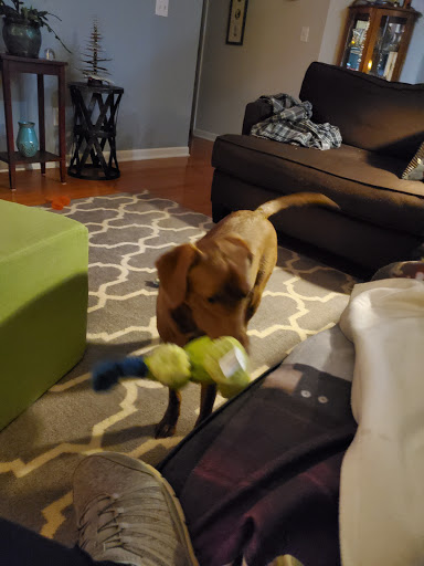 Pet Supply Store «The Natural Dog», reviews and photos, 3708 Lawndale Dr, Greensboro, NC 27455, USA