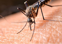 Plano Pest Control Experts - Photo 9 - Car repair in , Plano