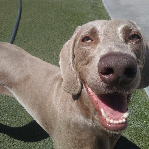 Pet Supply Store «Centinela Feed & Pet Supplies», reviews and photos, 4700 Pacific Coast Hwy, Long Beach, CA 90804, USA