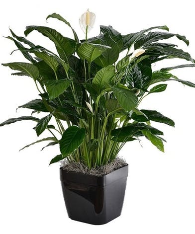 Florist «Phoenix Flower Shops», reviews and photos, 5018 W Northern Ave, Glendale, AZ 85302, USA