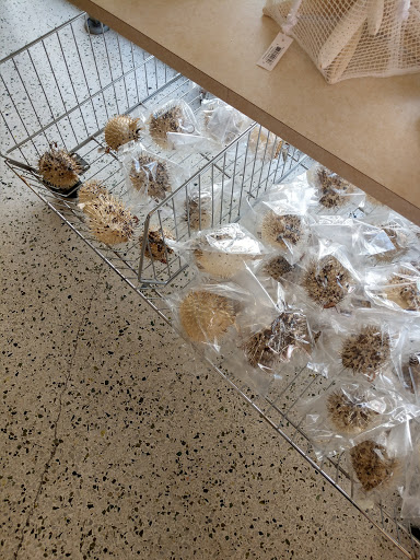 Gift Shop «Big Shark», reviews and photos, 2715 N Atlantic Ave, Daytona Beach, FL 32118, USA