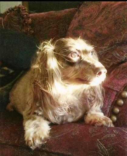 Grocery Store «Kroger», reviews and photos, 1950 N Goliad St, Rockwall, TX 75087, USA