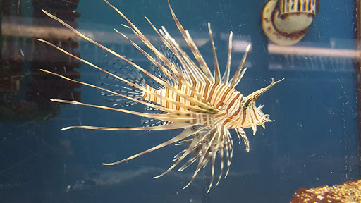 Tropical Fish Store «Two Turtles Pet Center», reviews and photos, 760 W Market St, Akron, OH 44303, USA