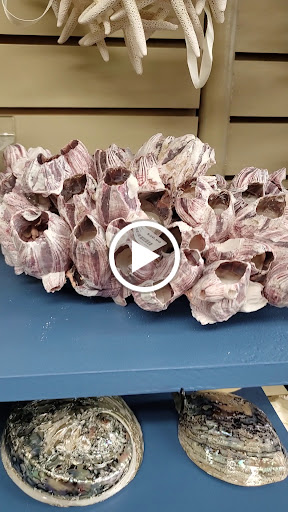 Gift Shop «Ocean Treasures», reviews and photos, 966 Boardwalk, Ocean City, NJ 08226, USA