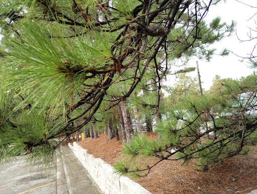 Department Store «Walmart Supercenter», reviews and photos, 10001 Woodlands Pkwy, The Woodlands, TX 77382, USA