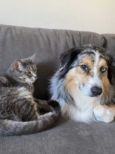 Barrhaven Veterinary Hospital image