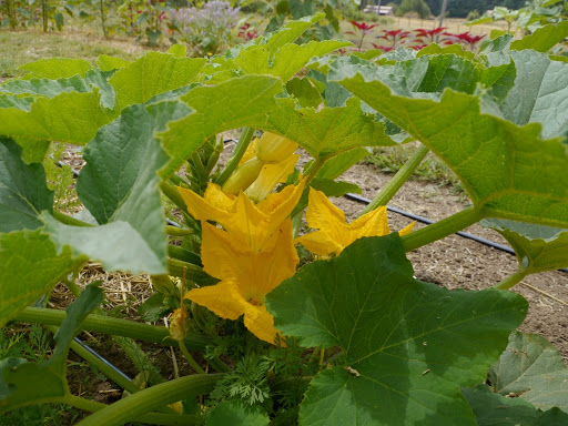 Grocery Store «Our Table Cooperative», reviews and photos, 13390 SW Morgan Rd, Sherwood, OR 97140, USA