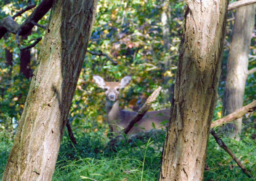 Public Golf Course «Mercer Oaks Golf Course», reviews and photos, 725 Village Rd W, West Windsor Township, NJ 08550, USA