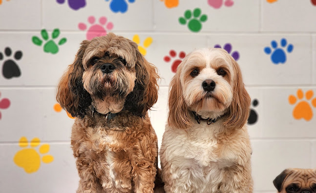 Top Dogs Day Stay - Dog trainer