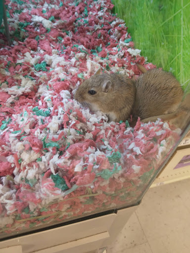 Pet Supply Store «PetSmart», reviews and photos, 8287 W Golf Rd, Niles, IL 60714, USA