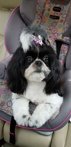 Pet Groomer «Precious Puppy Spa & Day Care», reviews and photos, 4400 N Hwy 19A, Mt Dora, FL 32757, USA