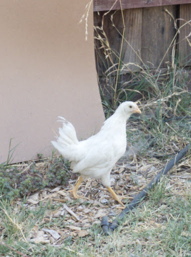 Pet Supply Store «Concord Feed Pet & Livestock Supplies», reviews and photos, 228 Hookston Rd, Pleasant Hill, CA 94523, USA