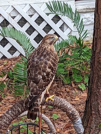 Zoo «Audubon Center for Birds of Prey», reviews and photos, 1101 Audubon Way, Maitland, FL 32751, USA