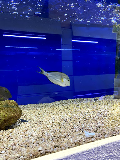 Tropical Fish Store «Stingray Bay», reviews and photos, 17800 E 9 Mile Rd, Eastpointe, MI 48021, USA