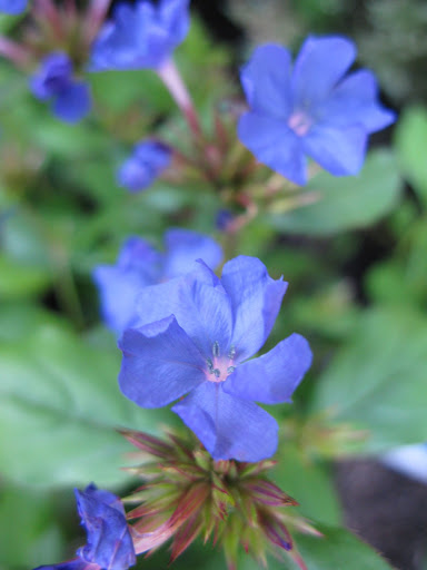 Garden Center «Victoria Gardens», reviews and photos, 1 Cottekill Rd, Rosendale, NY 12472, USA