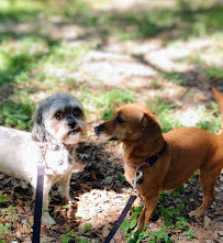 Paws, Claws, Fangs and Thangs - Photo 2 - Car repair in , Houston