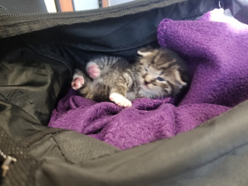 Covina Animal Hospital image