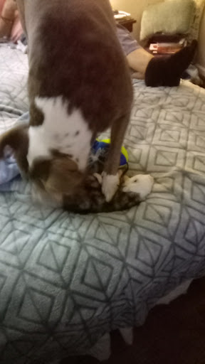 Pet Supply Store «PetSmart», reviews and photos, 1600 N Jackson St #310, Tullahoma, TN 37388, USA