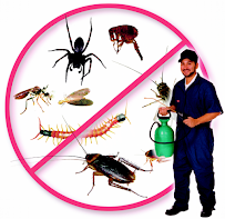 Punta Gorda Pest Control - Photo 1 - Car repair in , Cape Coral