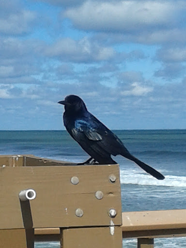 Park «Juno Dunes Natural Area», reviews and photos, 14501 US-1, Juno Beach, FL 33408, USA