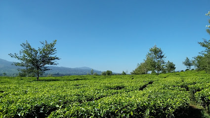 Perkebunan Teh Purbasari