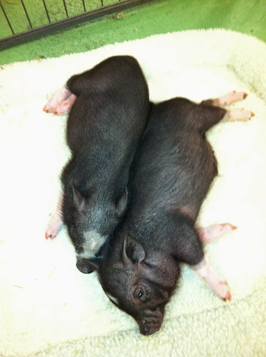 Pet Store «Pets World», reviews and photos, 147 Bridge St, Weymouth, MA 02191, USA