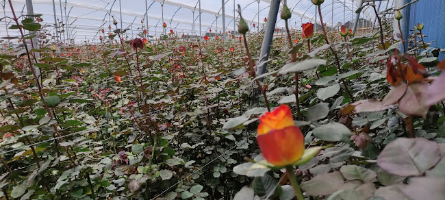 EDANA FLORALBA Buitron Mantilla Paul - Tabacundo