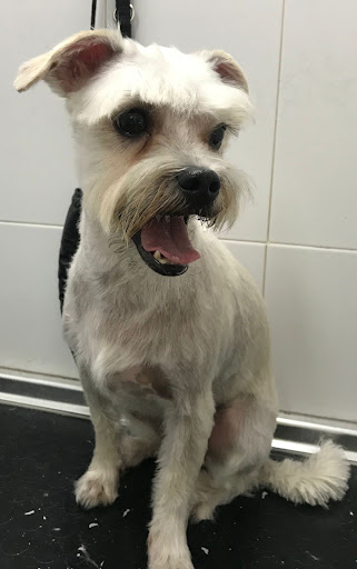 Clínica Veterinaria Saludvet en La Línea de la Concepción